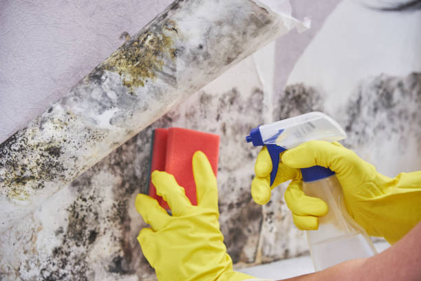 Best Mold Prevention Services in USA